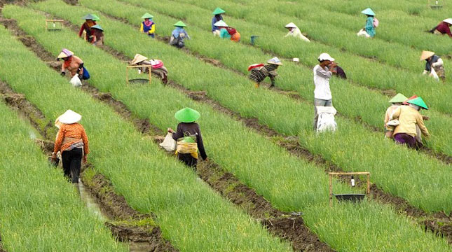 Banyak Parah Anak Mudah Tidak Minat Karier Pertanian